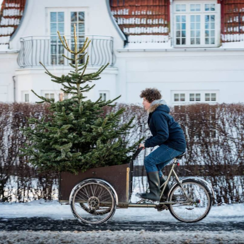 Bestil Dit Juletræ i dag og får det leveret i morgen: Nordmannsgran, Rødgran og Økologiske Varianter