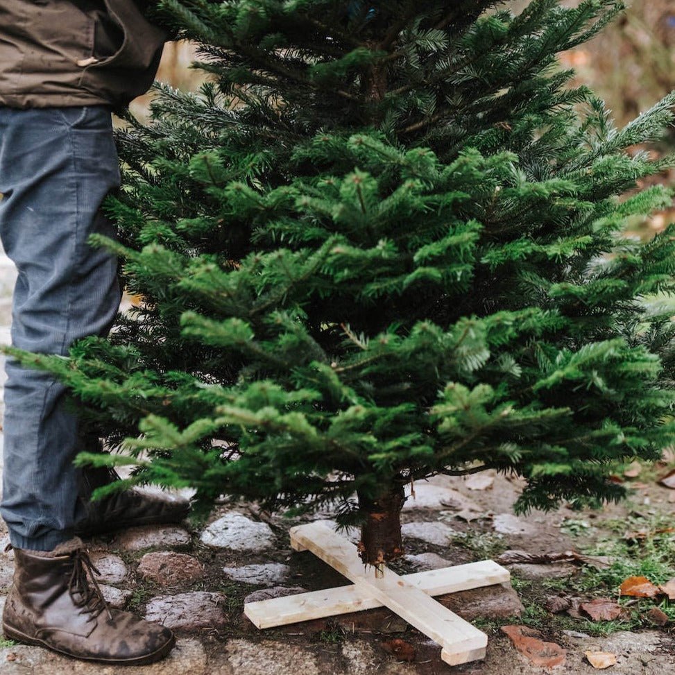 Holdbarhed – Sådan holder dit juletræ sig friskt