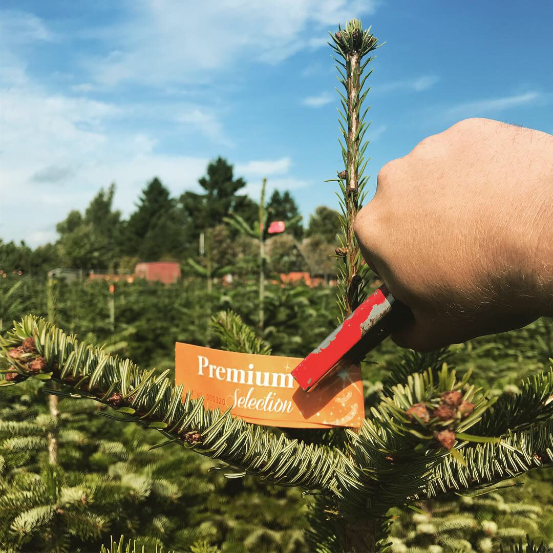 Prima sortering juletræer leveres