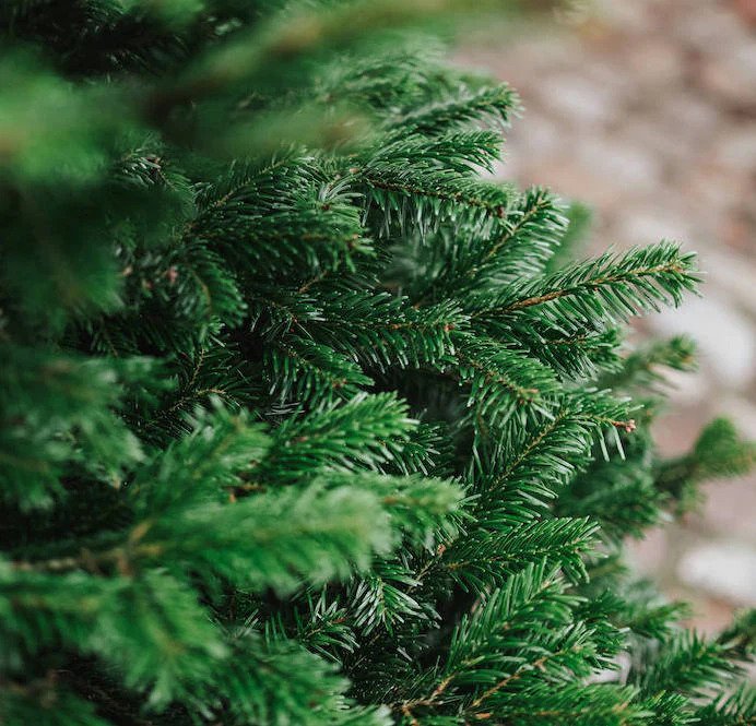 Juletræ og juletræsfod: En guide til det perfekte juletræ