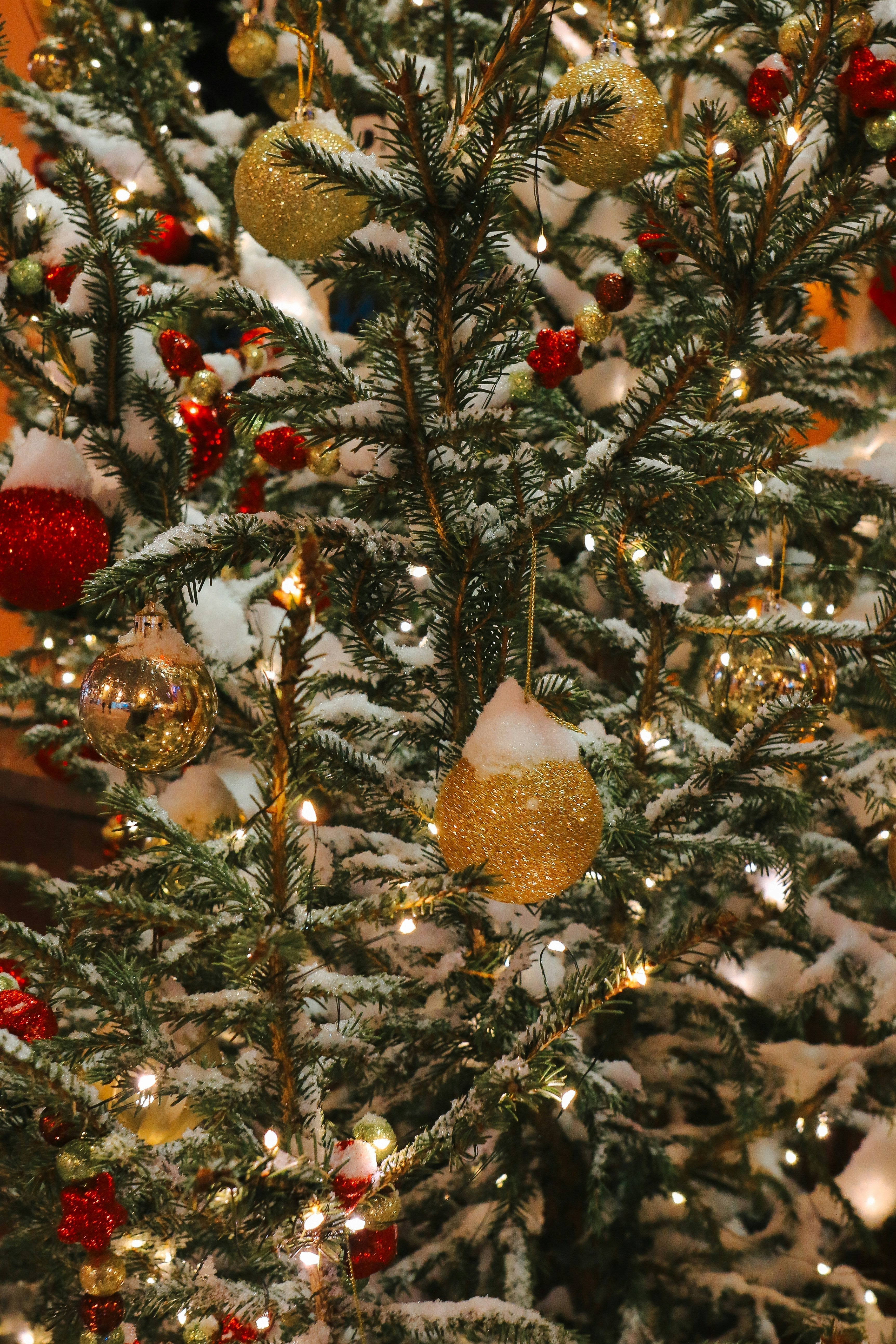 Rødgran som Juletræ: Udforsk Fakta, Egenskaber, Anvendelse og hvorfor det er et populært valg som juletræ til juleaften