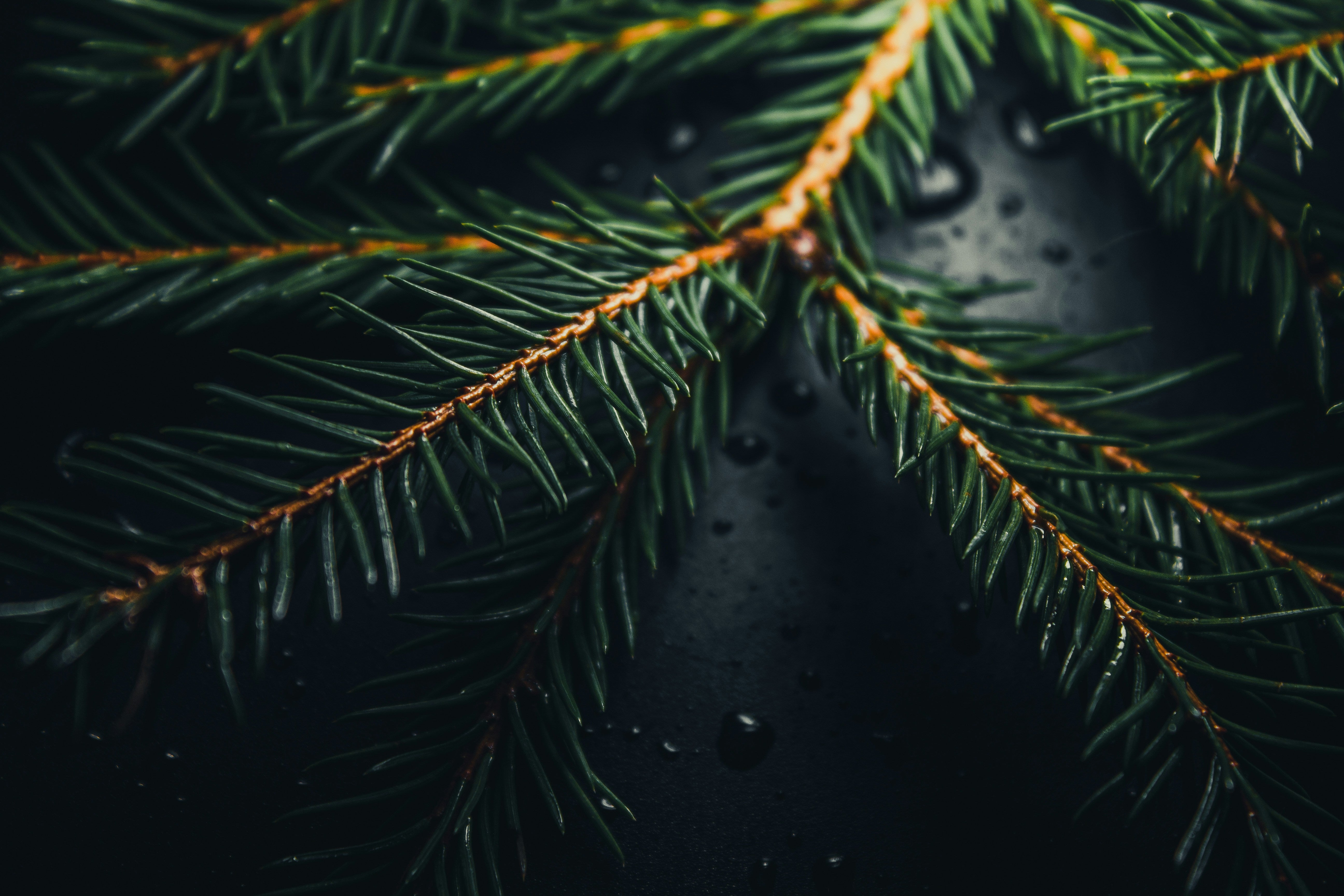 Nordmannsgran eller Normannsgran? En fascinerende beretning om huletræets navn og historien bag Botaniker Alexander von Nordmann