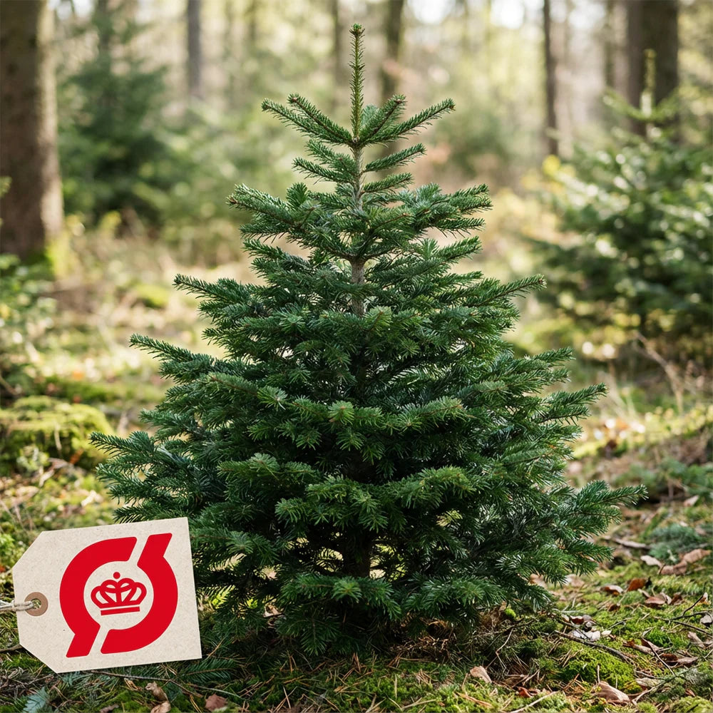 Økologiske juletræer