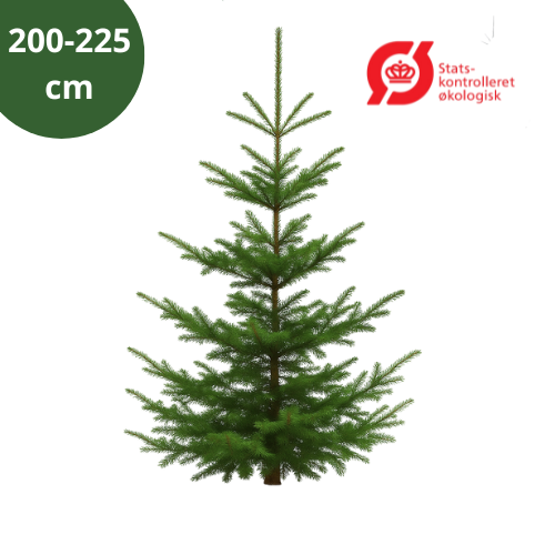 Økologisk Nordmannsgran 200-225 cm