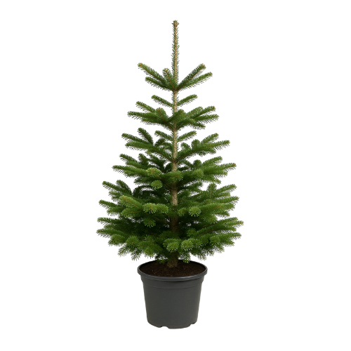 Nordmannsgran juletræ i potte 125-150 cm