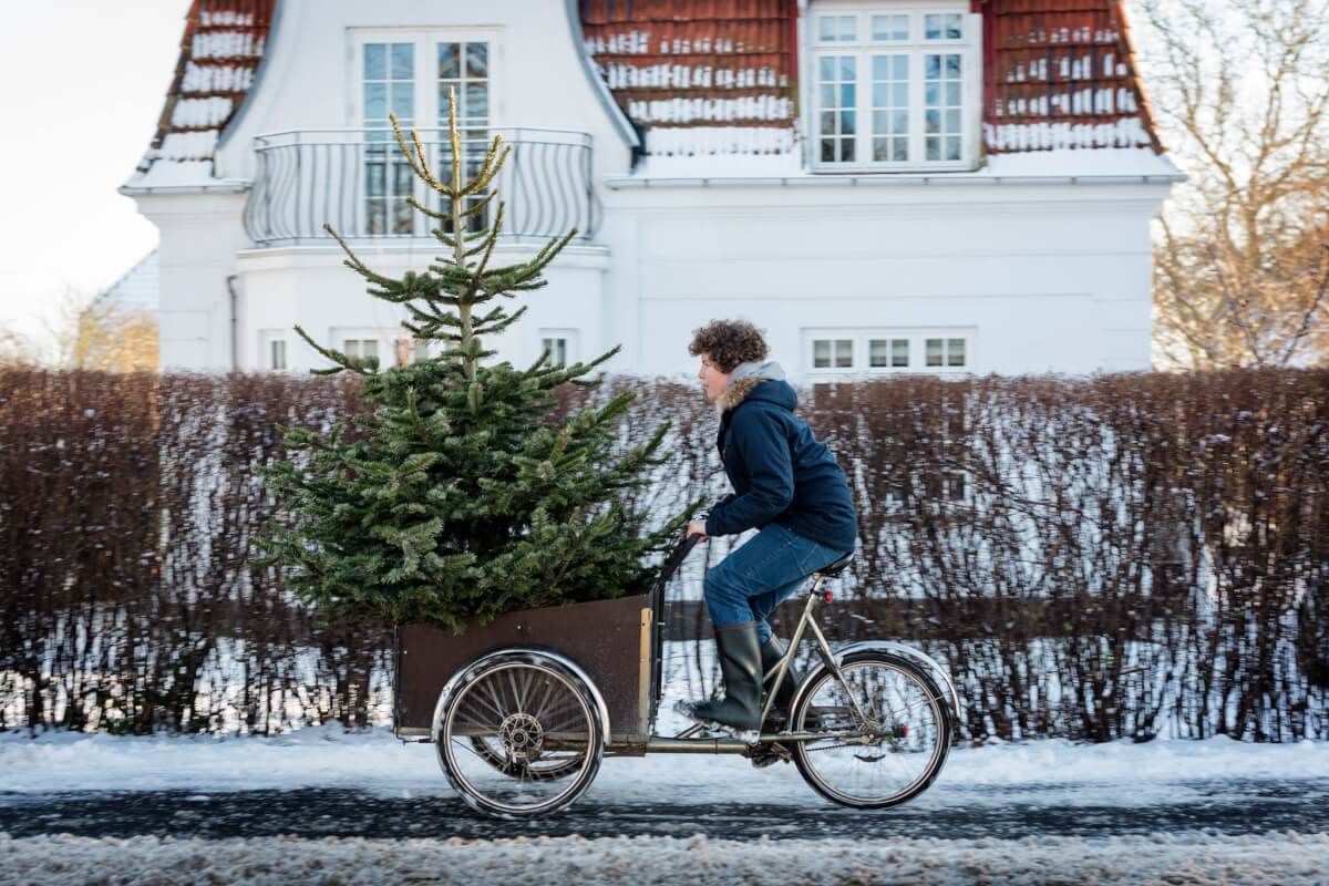 Afhentning af juletræ