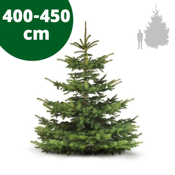 Nordmannsgran 400-450 cm