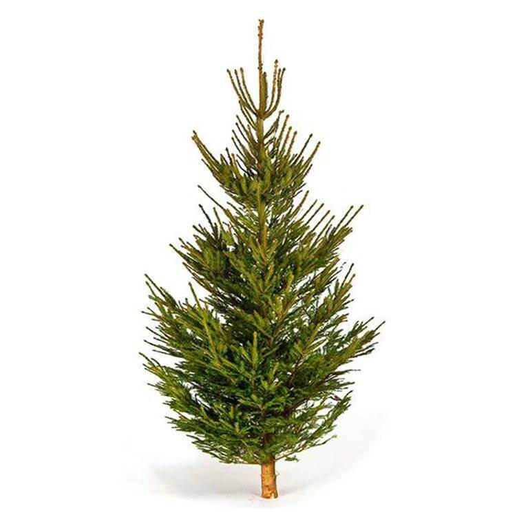 Rødgran juletræ (150-250 cm)